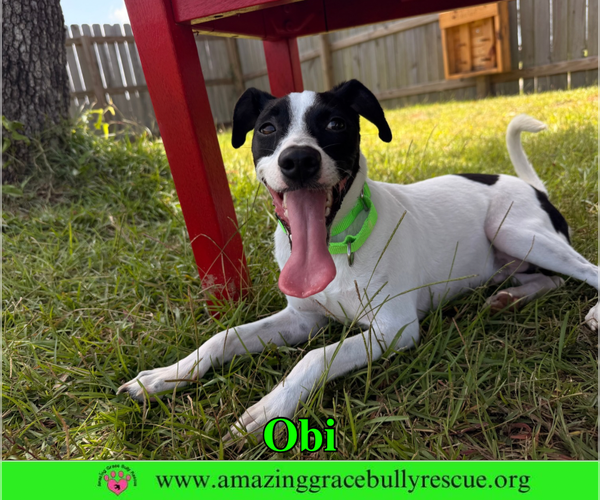Medium Photo #7 Jack Russell Terrier-Unknown Mix Puppy For Sale in Milton, FL, USA