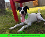 Small #6 Jack Russell Terrier Mix