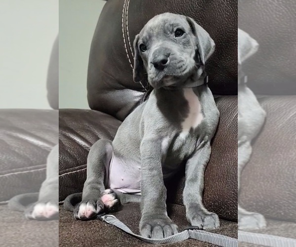 Medium Photo #16 Great Dane Puppy For Sale in OGDEN, UT, USA