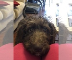 Small Photo #3 Labradoodle Puppy For Sale in EAST HAZEL CREST, IL, USA