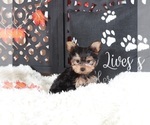 Small Photo #3 Yorkshire Terrier Puppy For Sale in MOUNT VERNON, OH, USA