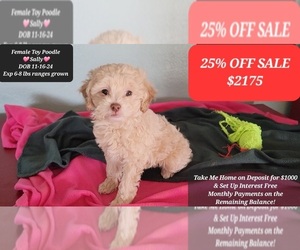 Poodle (Toy) Puppy for sale in TUCSON, AZ, USA