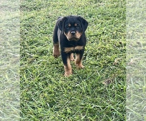 Rottweiler Puppy for sale in BULLS GAP, TN, USA