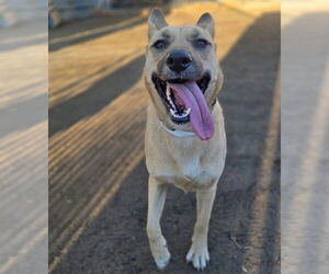 German Shepherd Dog-Unknown Mix Dogs for adoption in Riverside, CA, USA