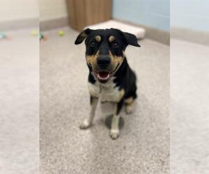 Rottweiler-Unknown Mix Dogs for adoption in Brighton, CO, USA