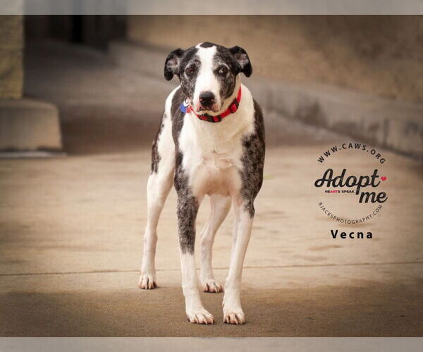Medium Photo #5 Catahoula Leopard Dog-Pointer Mix Puppy For Sale in Salt Lake City, UT, USA