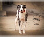 Small #4 Catahoula Leopard Dog-Pointer Mix