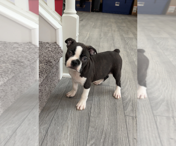Medium Photo #4 Boston Terrier Puppy For Sale in PARAGON, IN, USA