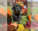 Small #2 Labrador Retriever
