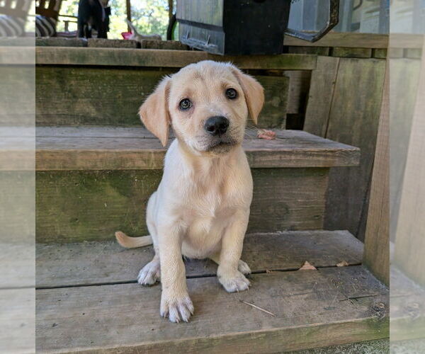 Medium Photo #6 Golden Retriever-Unknown Mix Puppy For Sale in Vail, AZ, USA