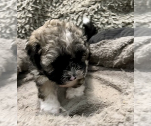 Medium Photo #13 Zuchon Puppy For Sale in RENO, NV, USA