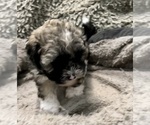 Small Photo #13 Zuchon Puppy For Sale in RENO, NV, USA