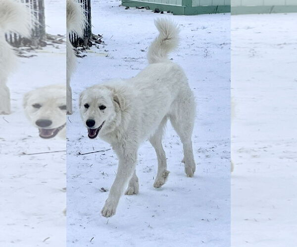 Medium Photo #6 Great Pyrenees Puppy For Sale in Spring, TX, USA