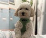 Small Photo #1 Bichpoo-Poodle (Miniature) Mix Puppy For Sale in LOS ANGELES, CA, USA