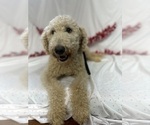 Small #3 Labradoodle