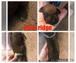 Small Photo #8 Rhodesian Ridgeback Puppy For Sale in LEFORS, TX, USA