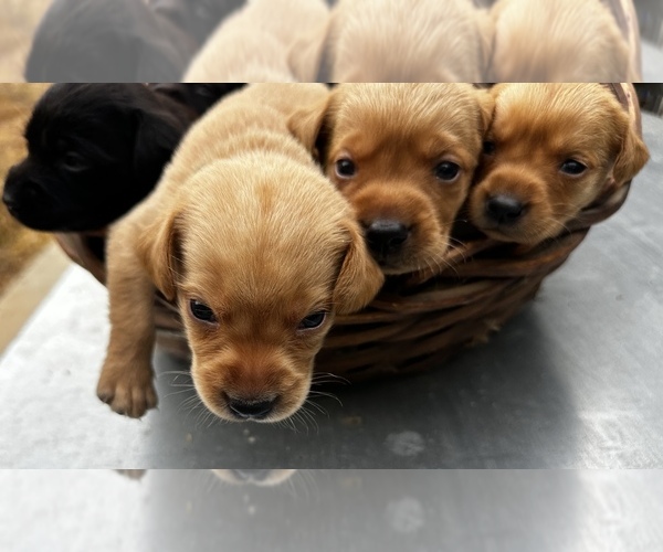 Medium Photo #8 Labrador Retriever Puppy For Sale in GREENVILLE, SC, USA