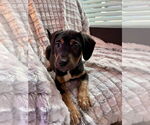 Small #4 Mutt