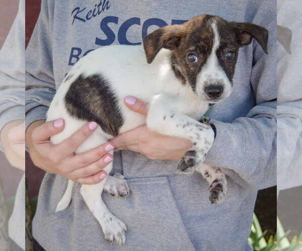 Medium Photo #3 Australian Shepherd-Unknown Mix Puppy For Sale in Huntley, IL, USA