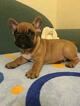 Small Photo #6 French Bulldog Puppy For Sale in BAY VIEW, WI, USA