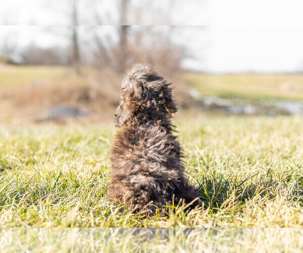 Medium Photo #6 Goldendoodle (Miniature) Puppy For Sale in WARSAW, IN, USA