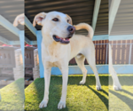 Small #4 Huskies -Labrador Retriever Mix