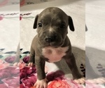 Puppy 5 American Pit Bull Terrier