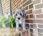 Small Photo #4 Aussiedoodle Miniature  Puppy For Sale in KNOB NOSTER, MO, USA