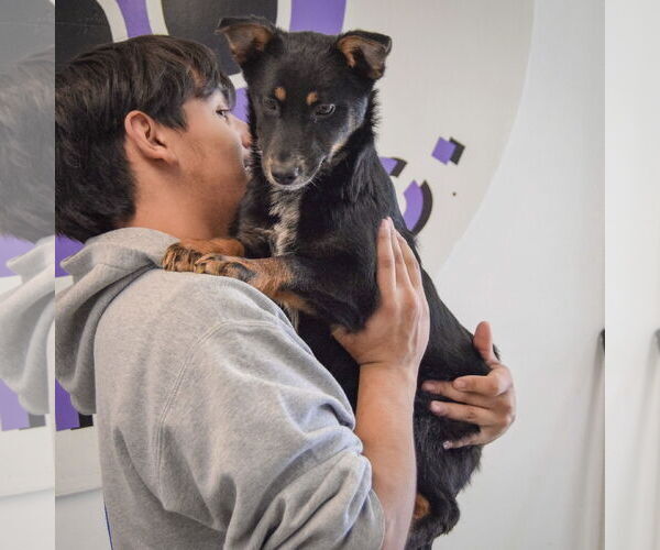 Medium Photo #4 German Shepherd Dog-Unknown Mix Puppy For Sale in Huntley, IL, USA