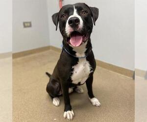 American Staffordshire Terrier Dogs for adoption in Aurora, CO, USA