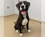 Small American Staffordshire Terrier