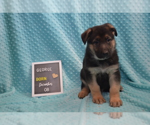 German Shepherd Dog Puppy for sale in MAYSVILLE, MO, USA