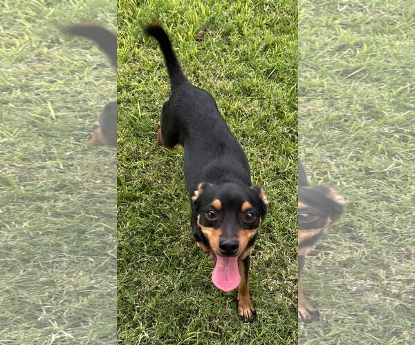 Medium Photo #5 Chipin Puppy For Sale in Phoenix, AZ, USA