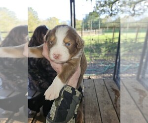 Australian Shepherd Puppy for Sale in HUNTSVILLE, Texas USA