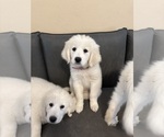 Puppy Lily Great Pyrenees