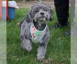 Ivy - Female Shih Tzu-Unknown Mix Dog for Adoption - Photo #3