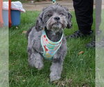Small Photo #3 Shih Tzu-Unknown Mix Puppy For Sale in Minneapolis, MN, USA