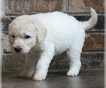 Puppy Casper Goldendoodle