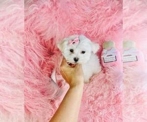 Maltese Puppy for sale in MIAMI, FL, USA