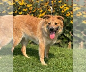 Mutt Dogs for adoption in Batavia, NY, USA