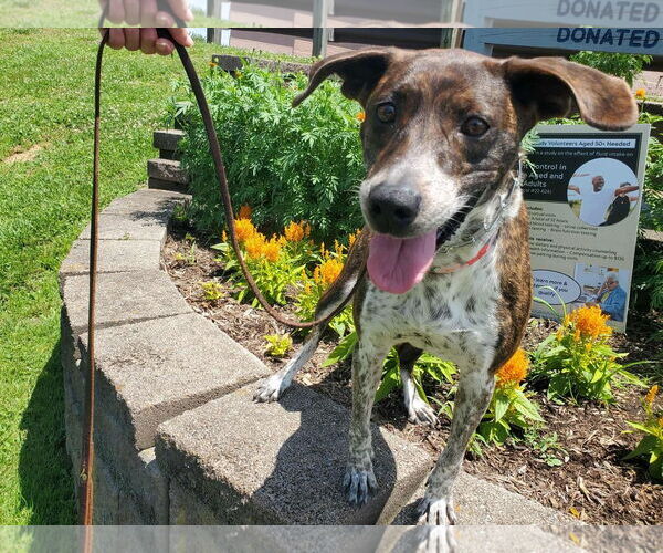 Medium Photo #6 Mountain Cur-Unknown Mix Puppy For Sale in Monterey, VA, USA