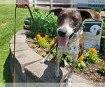 Small #5 Mountain Cur Mix