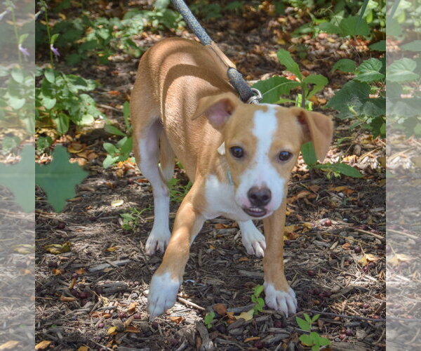 Medium Photo #4 Daug Puppy For Sale in Huntley, IL, USA