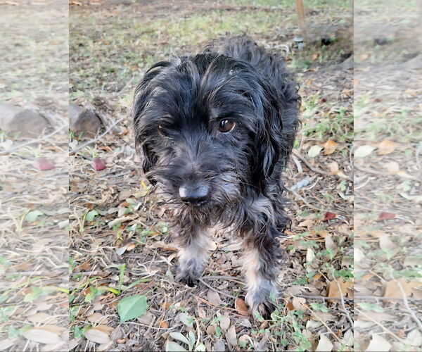 Medium Photo #1 Mutt Puppy For Sale in Missouri City, TX, USA