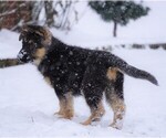 Small Photo #3 German Shepherd Dog Puppy For Sale in FREDERICKSBG, OH, USA