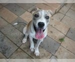 Small Photo #16 Bulldog-Labrador Retriever Mix Puppy For Sale in Rockaway, NJ, USA