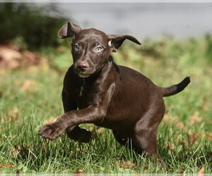 Fossa - Female Chocolate Labrador retriever-Pointer Mix Dog for Adoption - Photo #4
