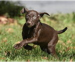 Small Photo #4 Chocolate Labrador retriever-Pointer Mix Puppy For Sale in Mechanicsburg, PA, USA