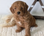 Puppy Milo Goldendoodle (Miniature)