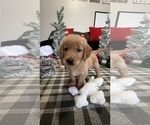 Small Photo #14 Golden Retriever Puppy For Sale in LAKELAND, FL, USA